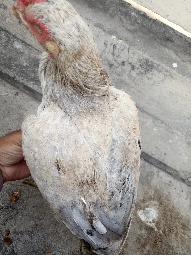 High quality heavy ash clr aseel feml — photo 7