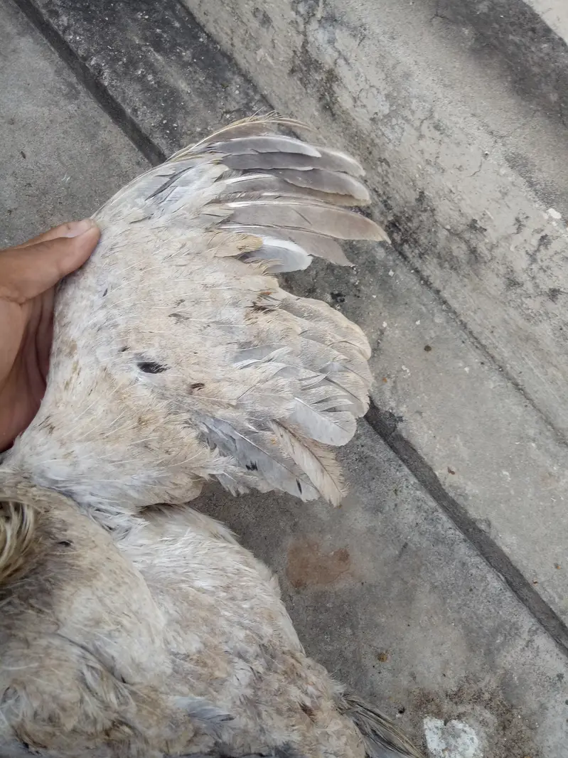 High quality heavy ash clr aseel feml — photo 10