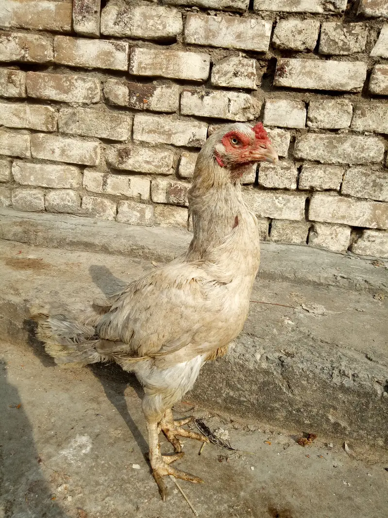 High quality heavy ash clr aseel feml — photo 12