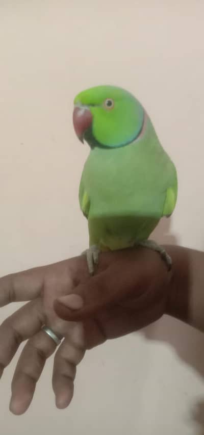Talking Male Ringneck Parrot For Sale .