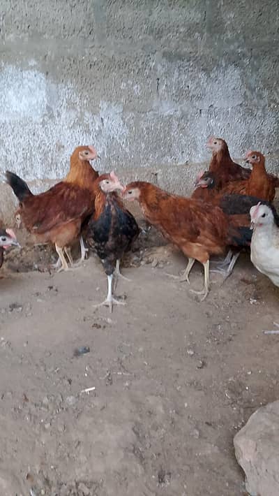 Hens and eggs available