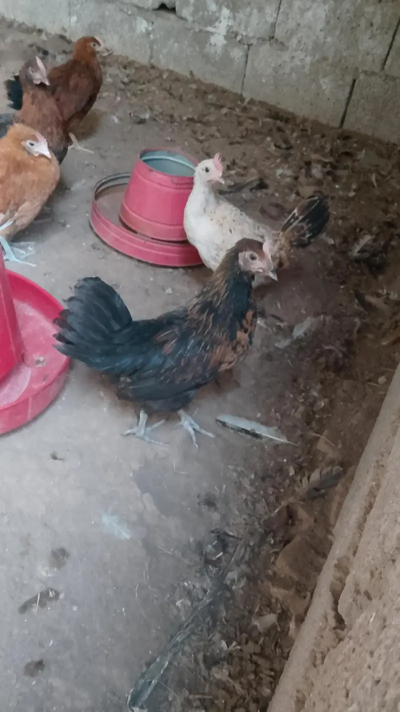 Hens and eggs available — photo 2