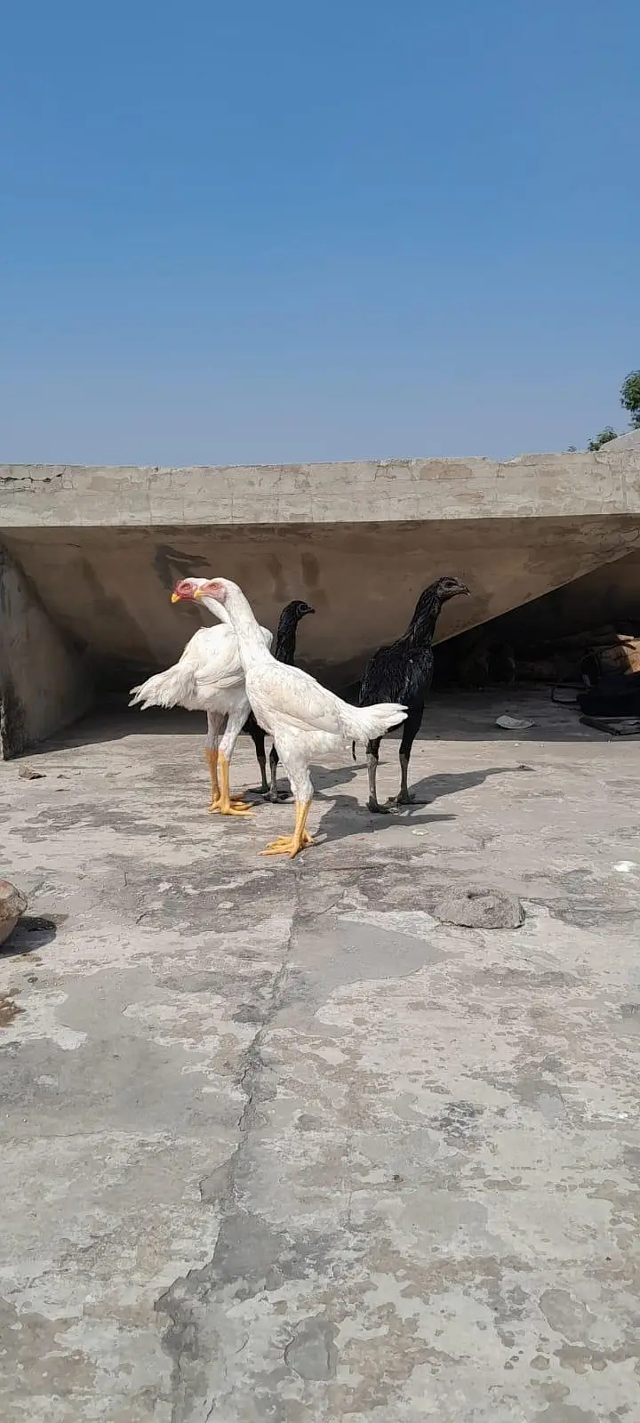 o shamu and thai aseel pair — photo 3