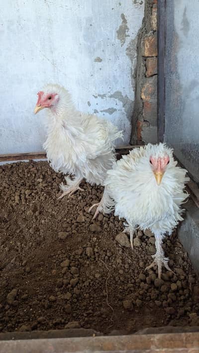 white Heavy frizzle Cochin