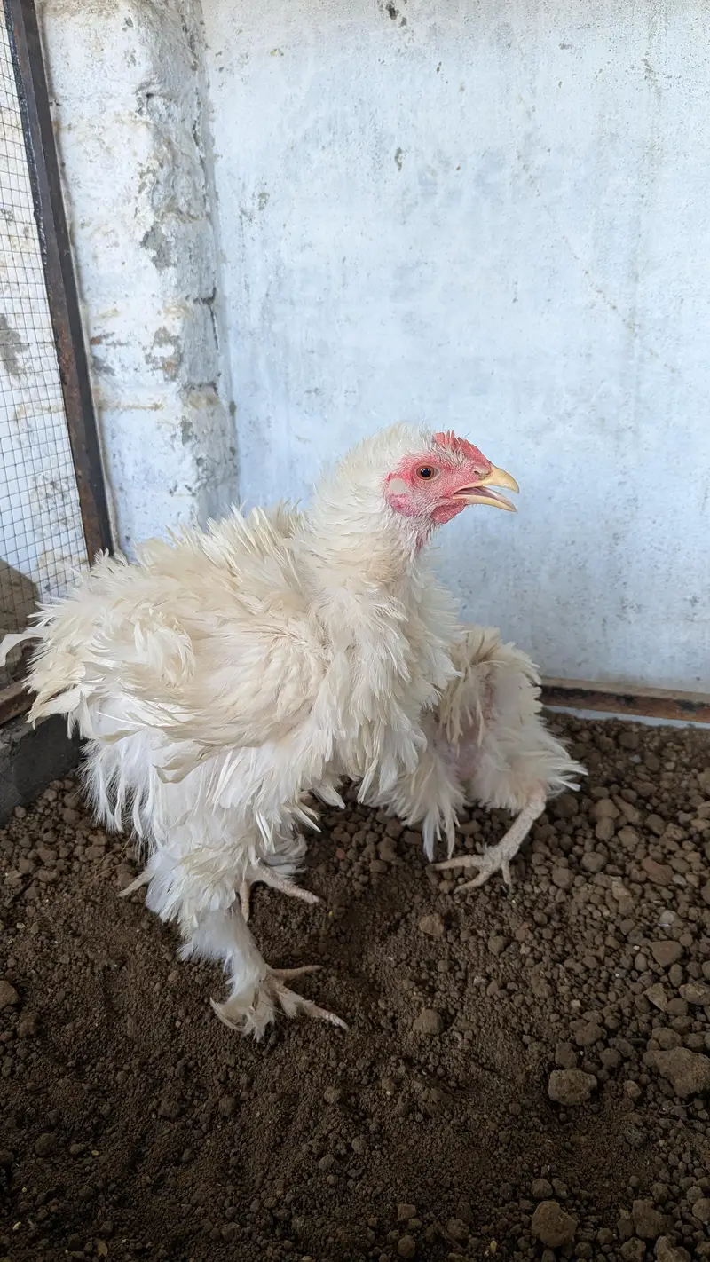 white Heavy frizzle Cochin — photo 2