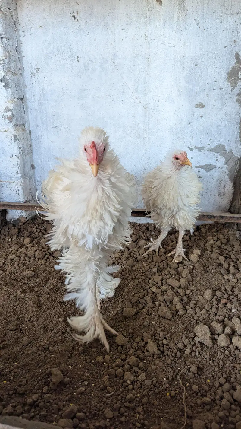 white Heavy frizzle Cochin — photo 3