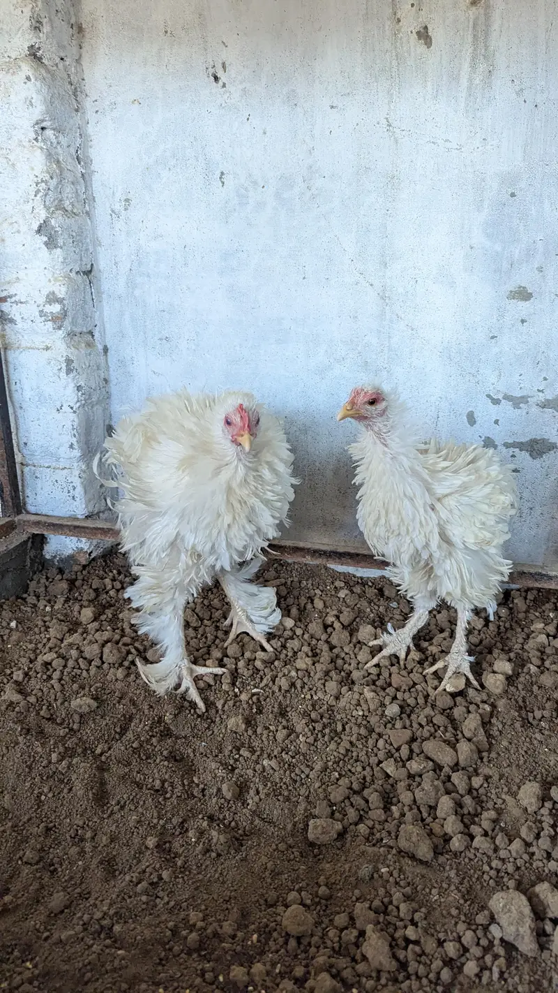 white Heavy frizzle Cochin — photo 4