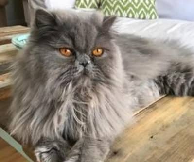 female cat