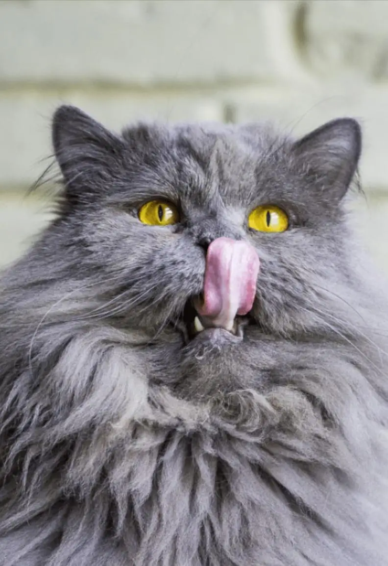 female cat — photo 2