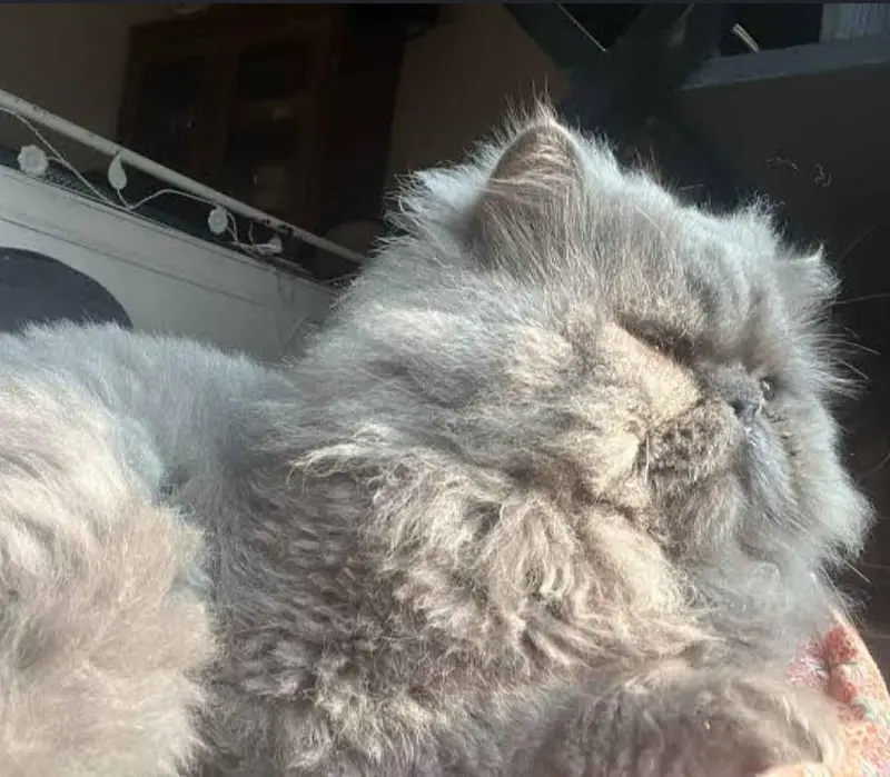 female cat — photo 3