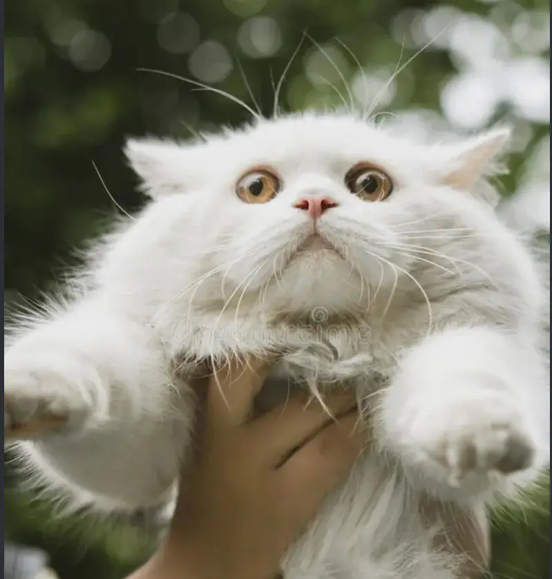 female cat — photo 4