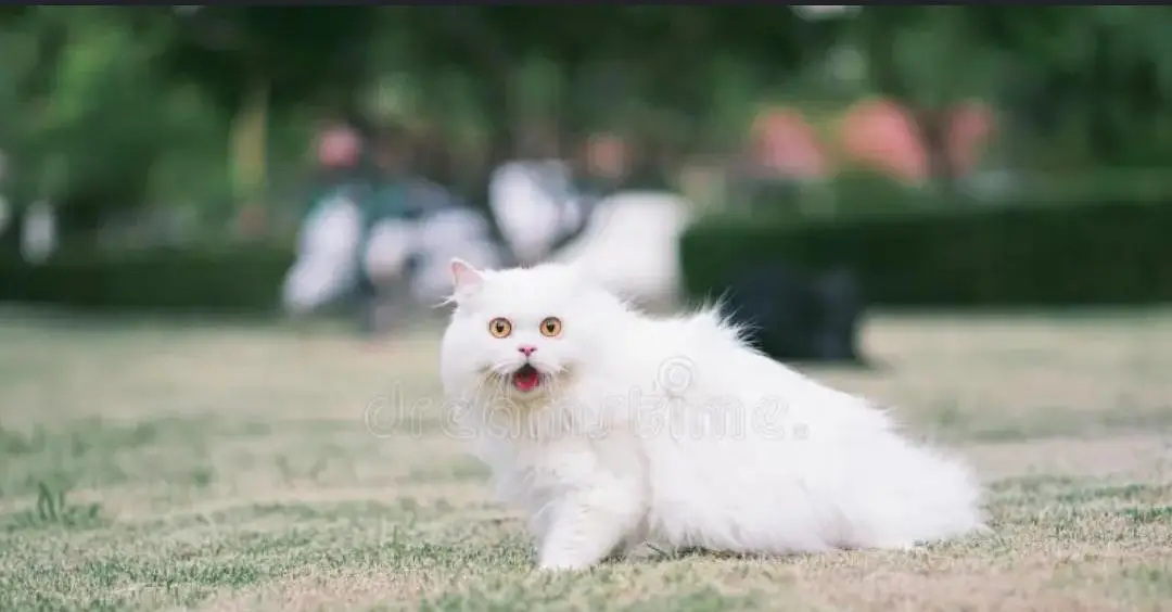female cat — photo 7