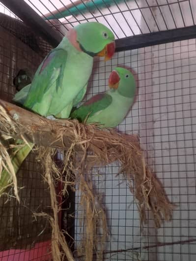 raw parrots