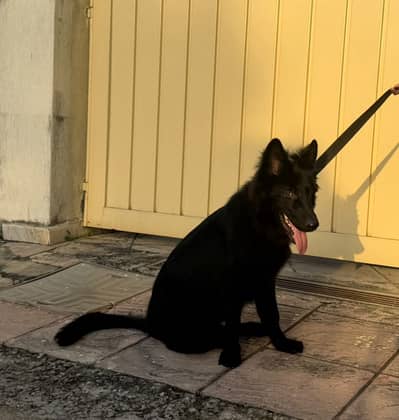 Black German Shepherd – 8 Months Old | Fully Vaccinated