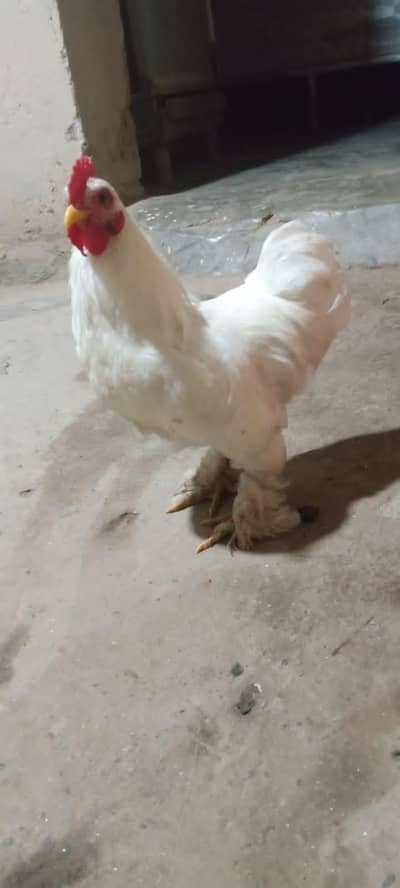 fancy hen