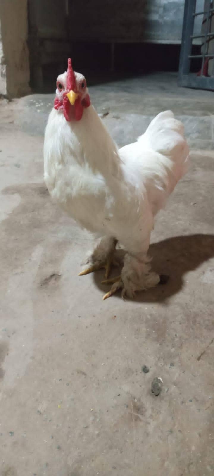 fancy hen 1