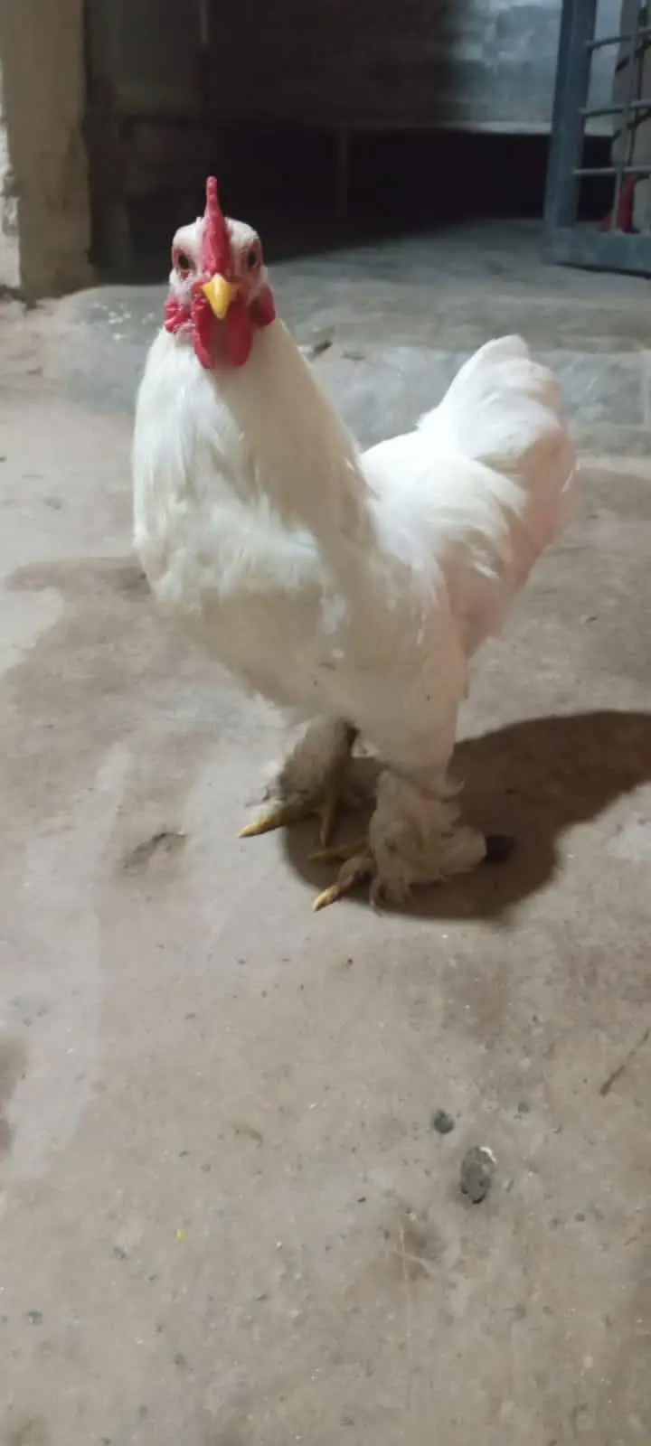 fancy hen — photo 2