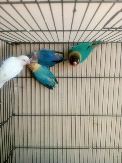 red eye love birds mix