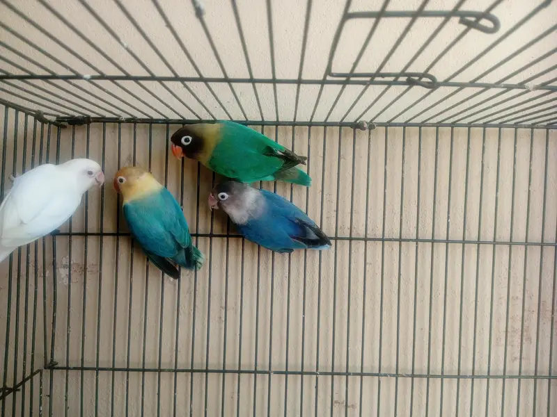 red eye love birds mix — photo 2