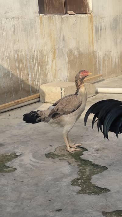 Aseel hen almost 7 months old