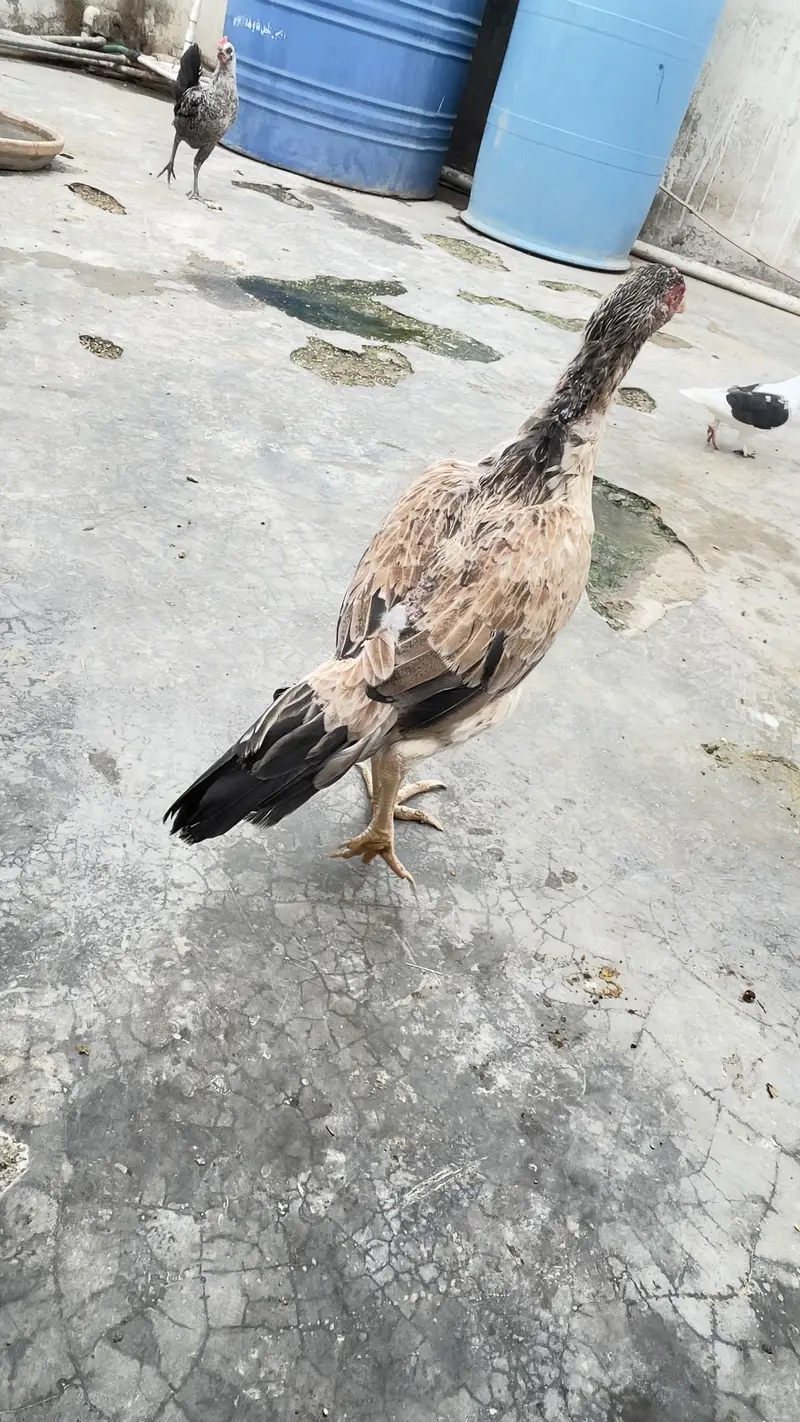 Aseel hen almost 7 months old — photo 2