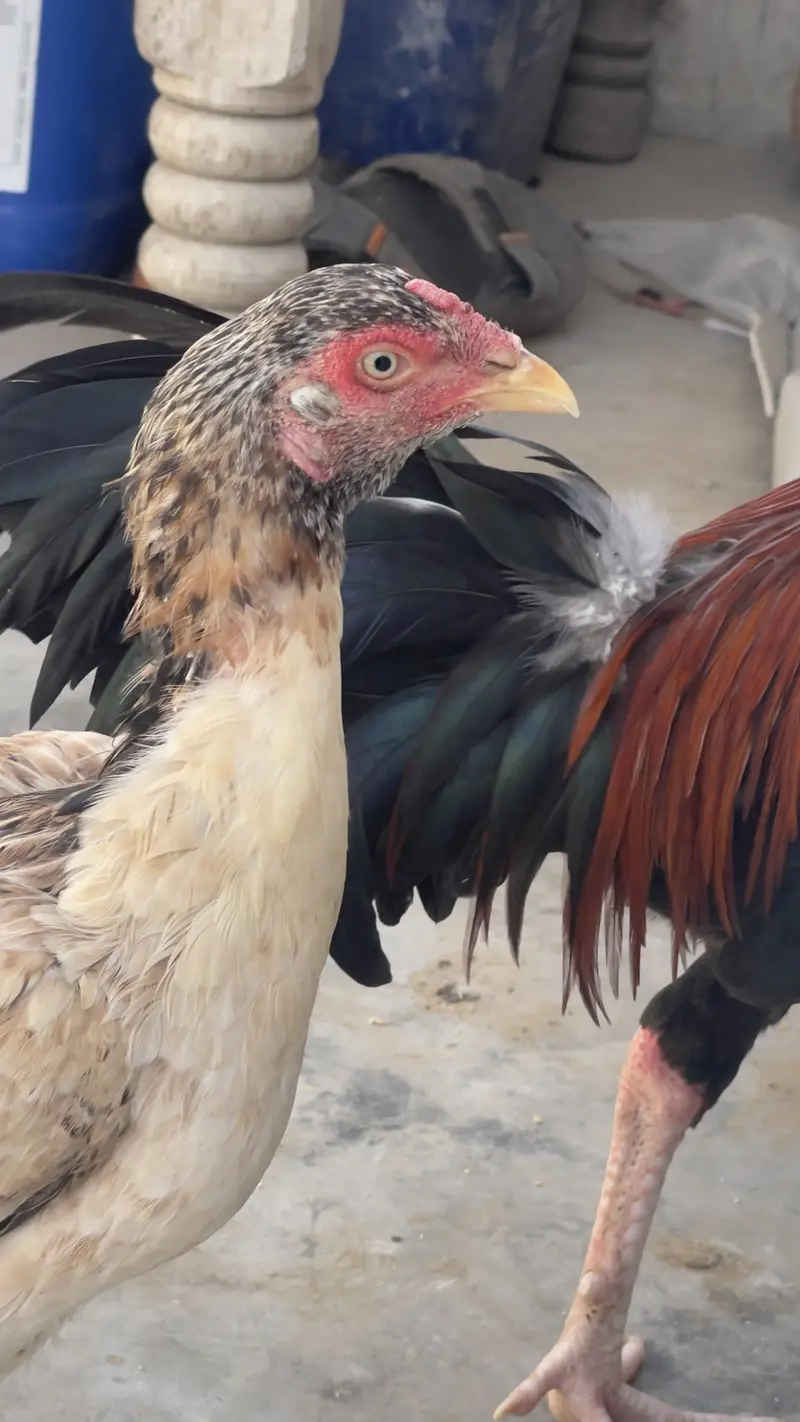 Aseel hen almost 7 months old — photo 3