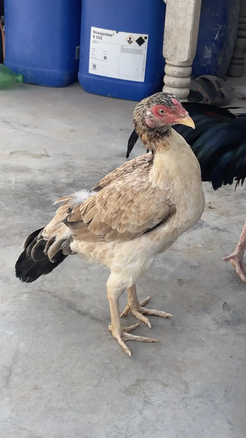 Aseel hen almost 7 months old — photo 4
