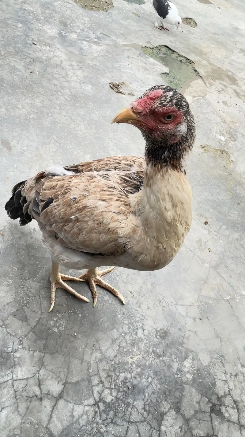 Aseel hen almost 7 months old — photo 5