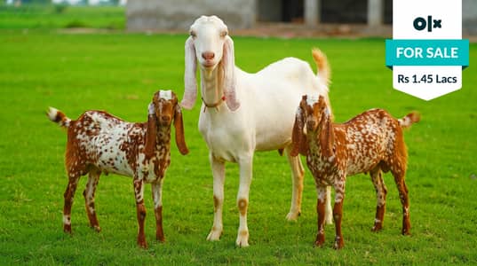 Makhi Cheeni Gaban Bakri + 2 Healthy Female Path | Pure Nasal