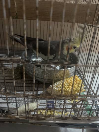 1 cocktail bird.        Age     2years