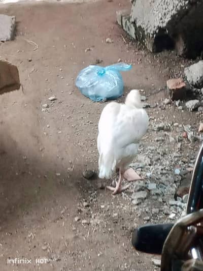 breeding hen
