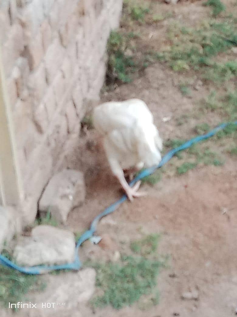 breeding hen 5