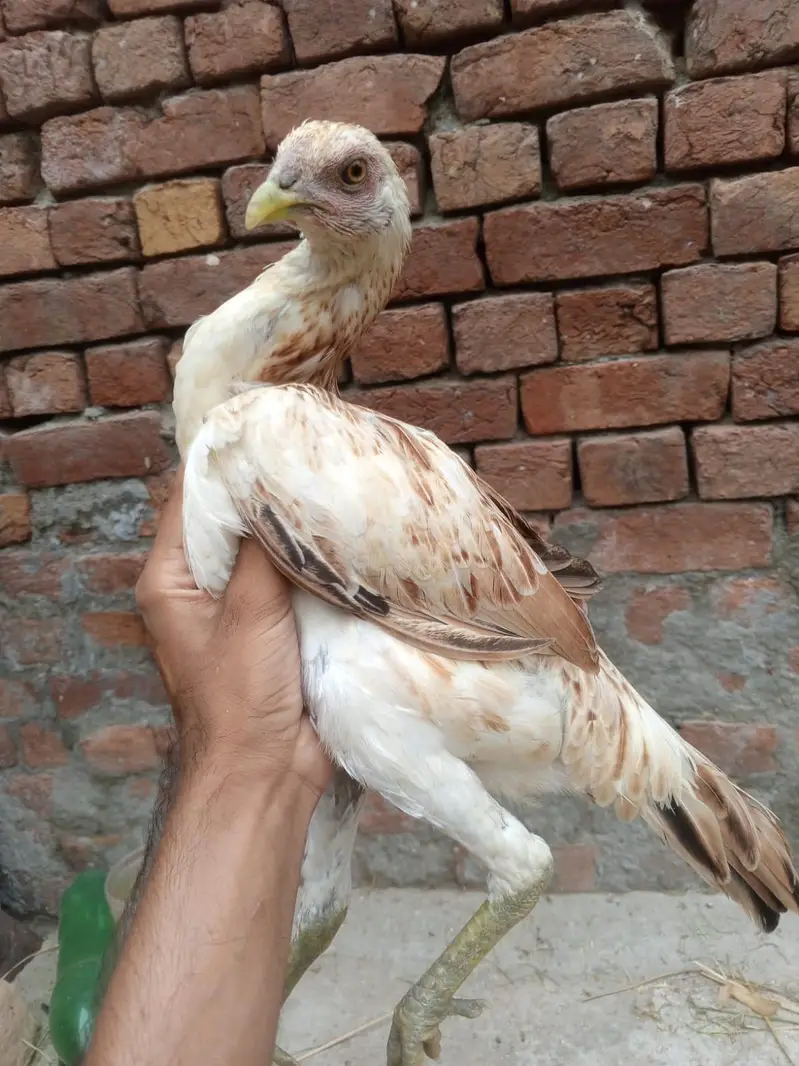 dragon aseel bi ha or burmi bi — photo 6