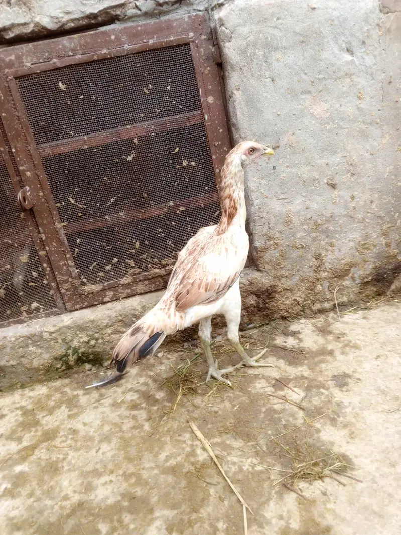 dragon aseel bi ha or burmi bi — photo 7