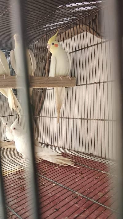 cream to  eno ready to breed  pair for sale