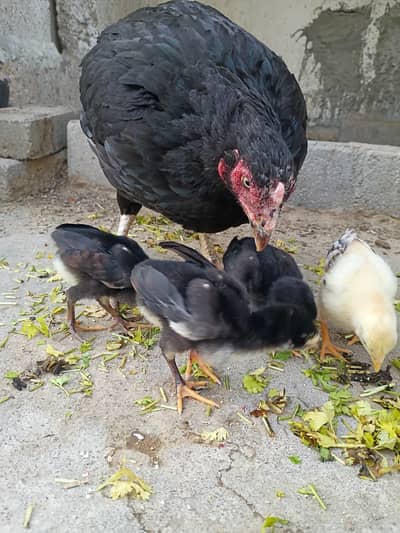 Aseel Lasani Mushka Chicks | Lasani Breeder Father | Mushka Chicks