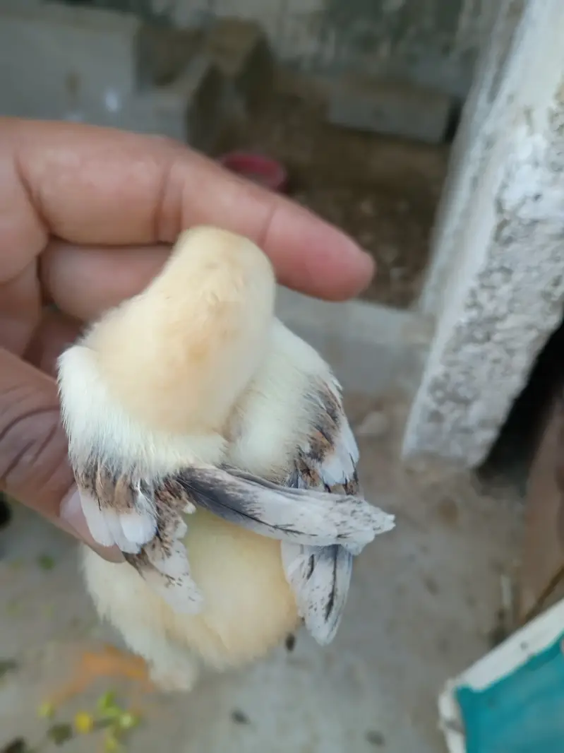 Aseel Lasani Mushka Chicks | Lasani Breeder Father | Mushka Chicks — photo 2