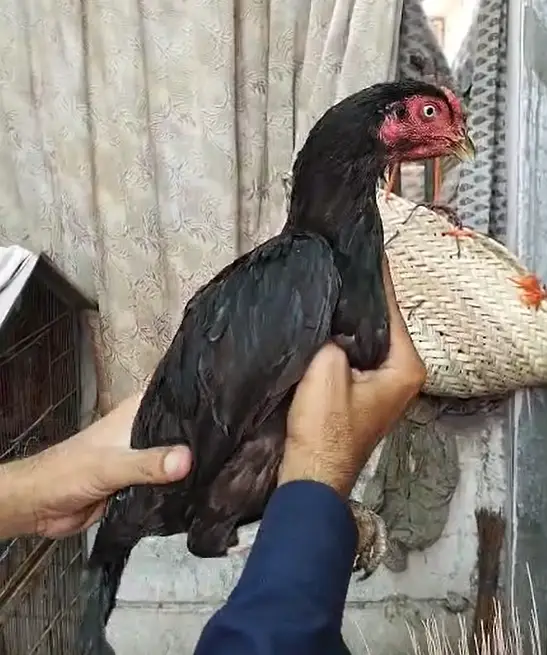 Aseel Lasani Mushka Chicks | Lasani Breeder Father | Mushka Chicks — photo 4