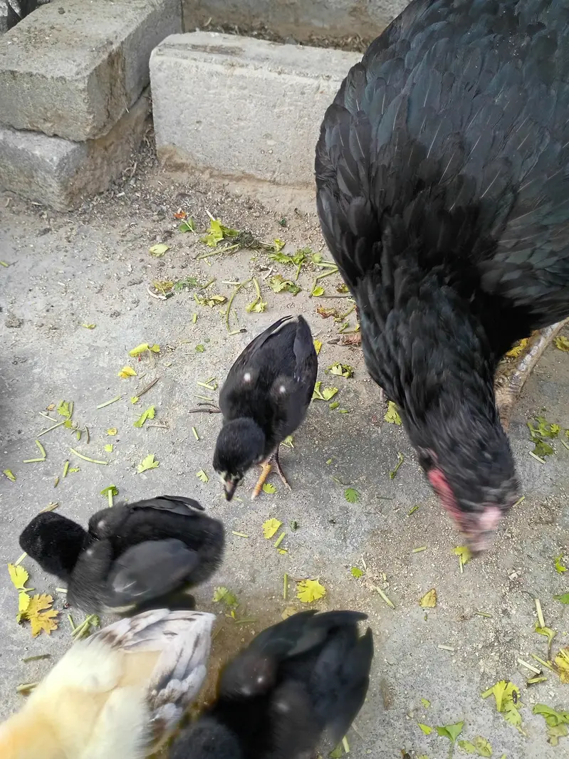 Aseel Lasani Mushka Chicks | Lasani Breeder Father | Mushka Chicks — photo 5