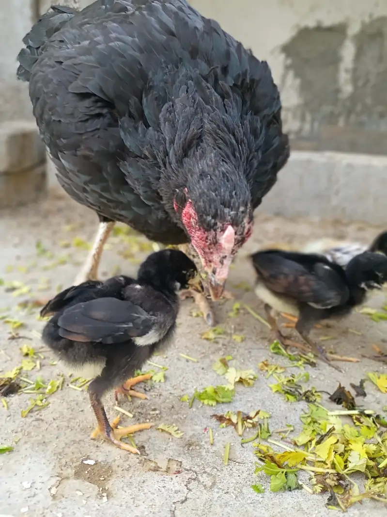 Aseel Lasani Mushka Chicks | Lasani Breeder Father | Mushka Chicks — photo 6