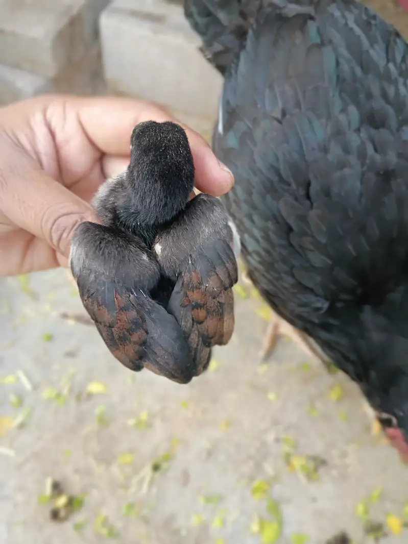 Aseel Lasani Mushka Chicks | Lasani Breeder Father | Mushka Chicks — photo 7