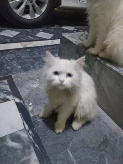 persian kittens , 3 months old, 2 kittens