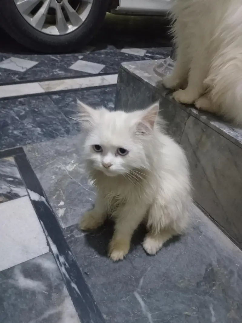persian kittens , 3 months old, 2 kittens — photo 2