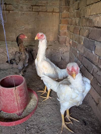 white shamo chick pair for sale