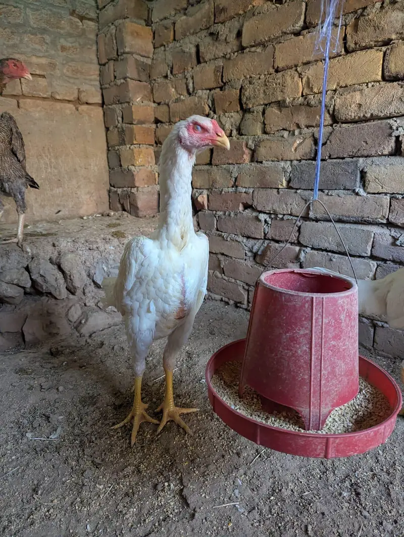 white shamo chick pair for sale — photo 2