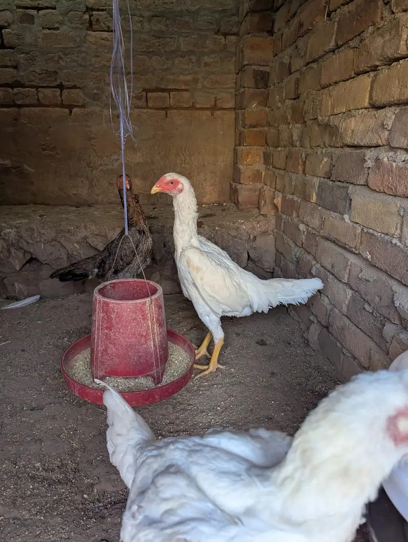 white shamo chick pair for sale — photo 3