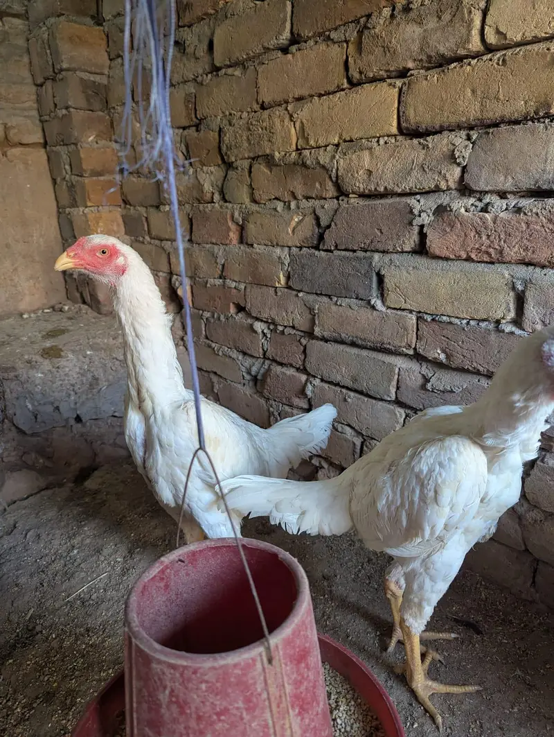 white shamo chick pair for sale — photo 4