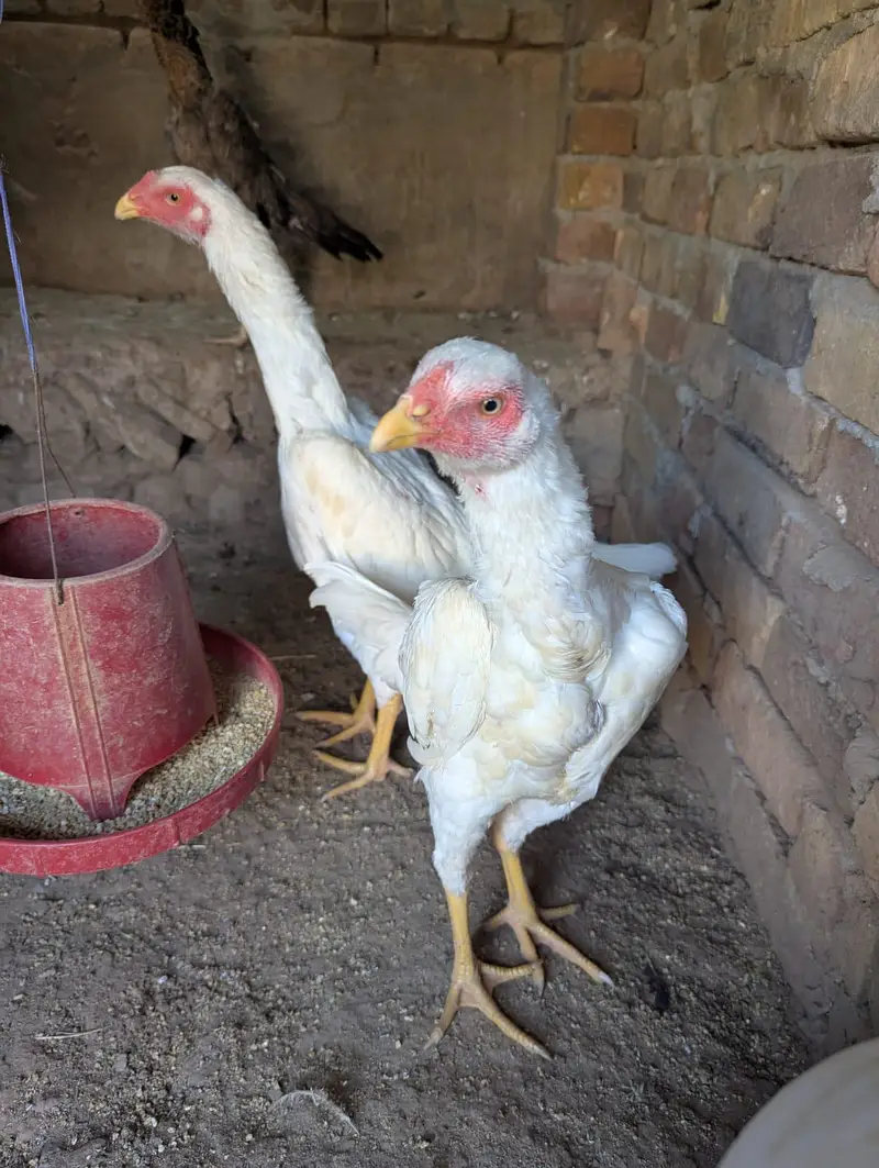 white shamo chick pair for sale — photo 5
