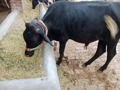 pure sahiwal bachada urgent sale