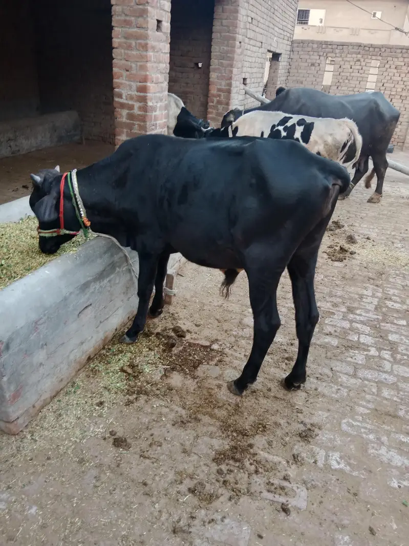pure sahiwal bachada urgent sale — photo 2